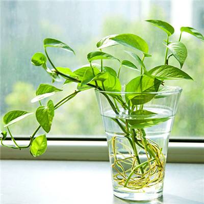 足球赌注软件app下载